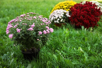 Beautiful blooming Chrysanthemum bushes outdoors. Autumn flowers