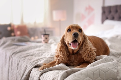 Photo of Cute Cocker Spaniel dog on bed at home. Warm and cozy winter