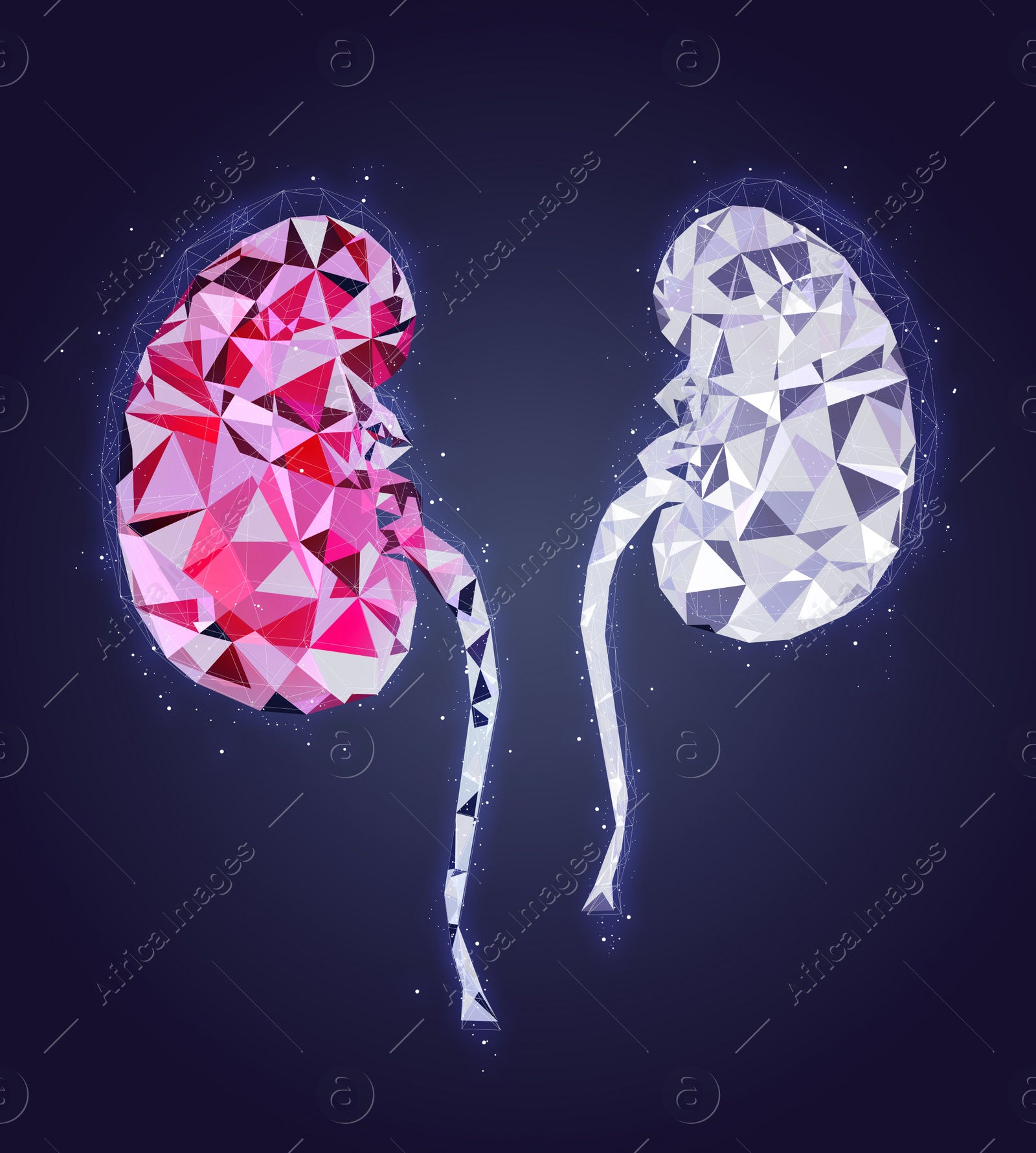 Illustration of  kidneys on color background. Human anatomy