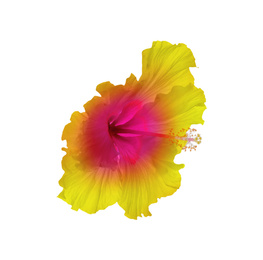 Image of Beautiful tropical hibiscus flower isolated on white