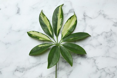 Leaf of tropical schefflera plant on marble background, top view