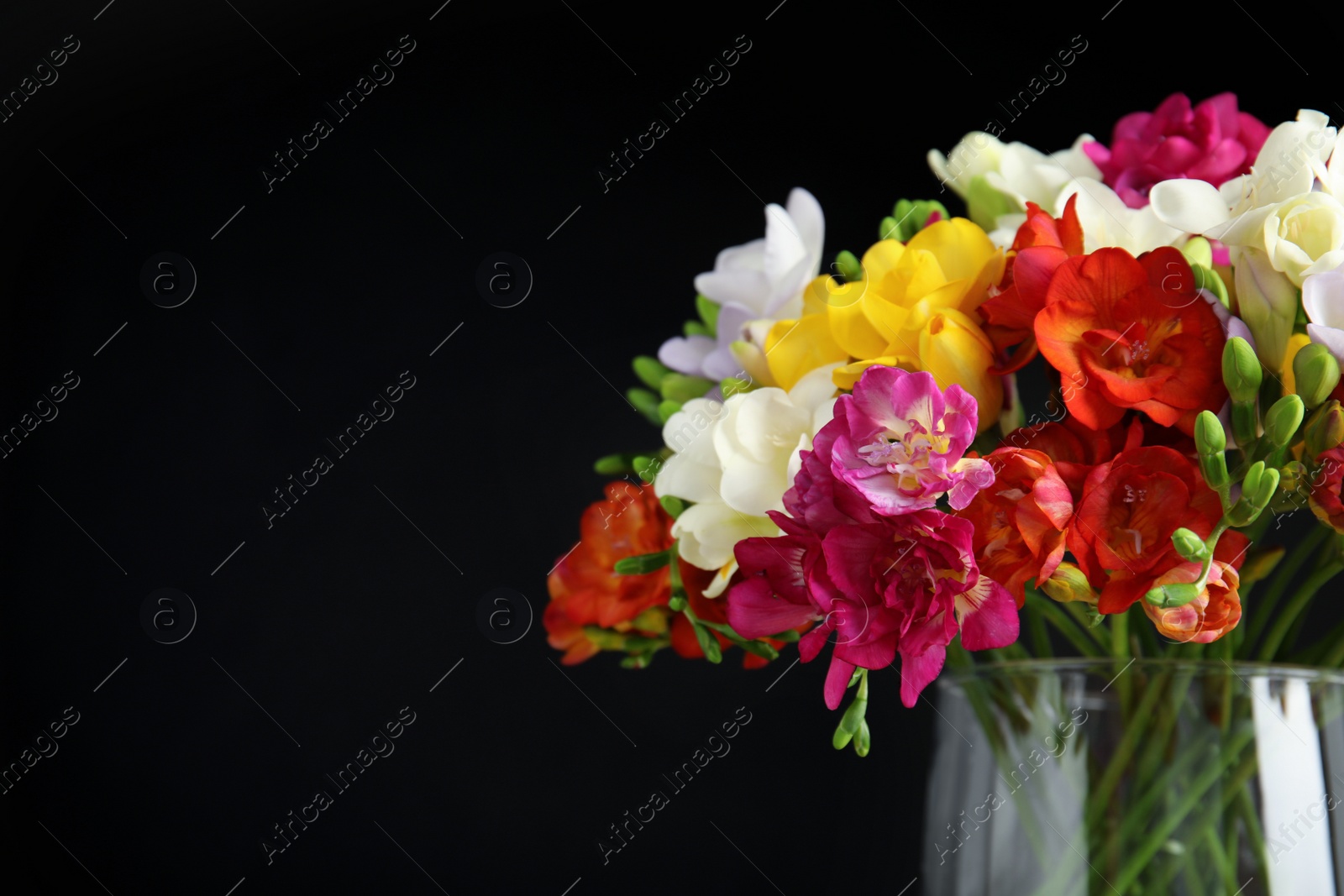 Photo of Bouquet of spring freesia flowers in vase on dark background, closeup. Space for text