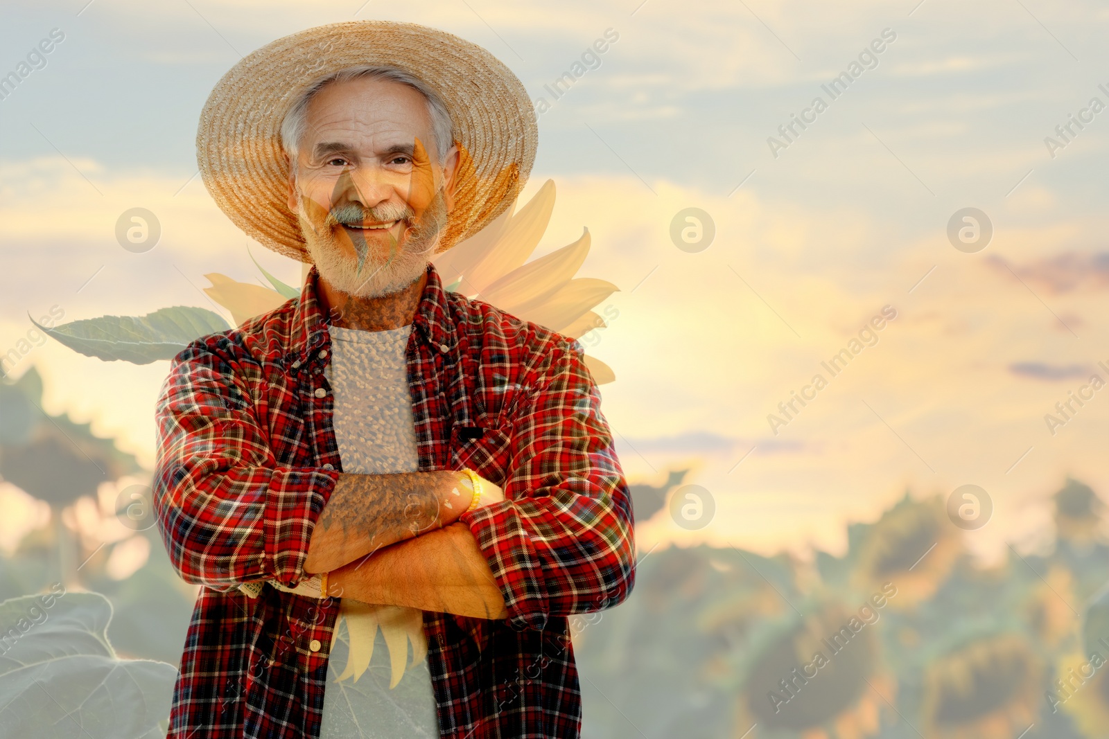 Image of Double exposure of happy farmer and sunflower field. Space for text