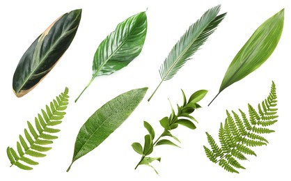 Set with beautiful fern and other tropical leaves on white background 