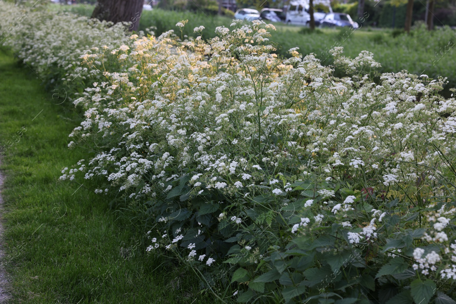 Photo of Beautiful view of bushes with wild flowers growing outdoors