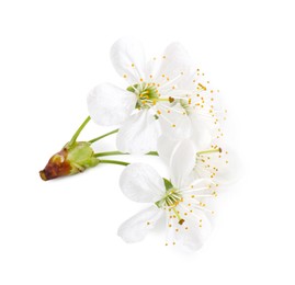 Beautiful spring tree blossoms isolated on white