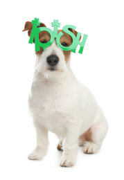 Photo of Jack Russell terrier with Irish party glasses on white background. St. Patrick's Day