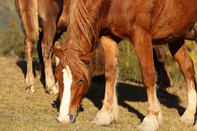 Photo of Brown horses grazing outdoors on sunny day. Beautiful pets