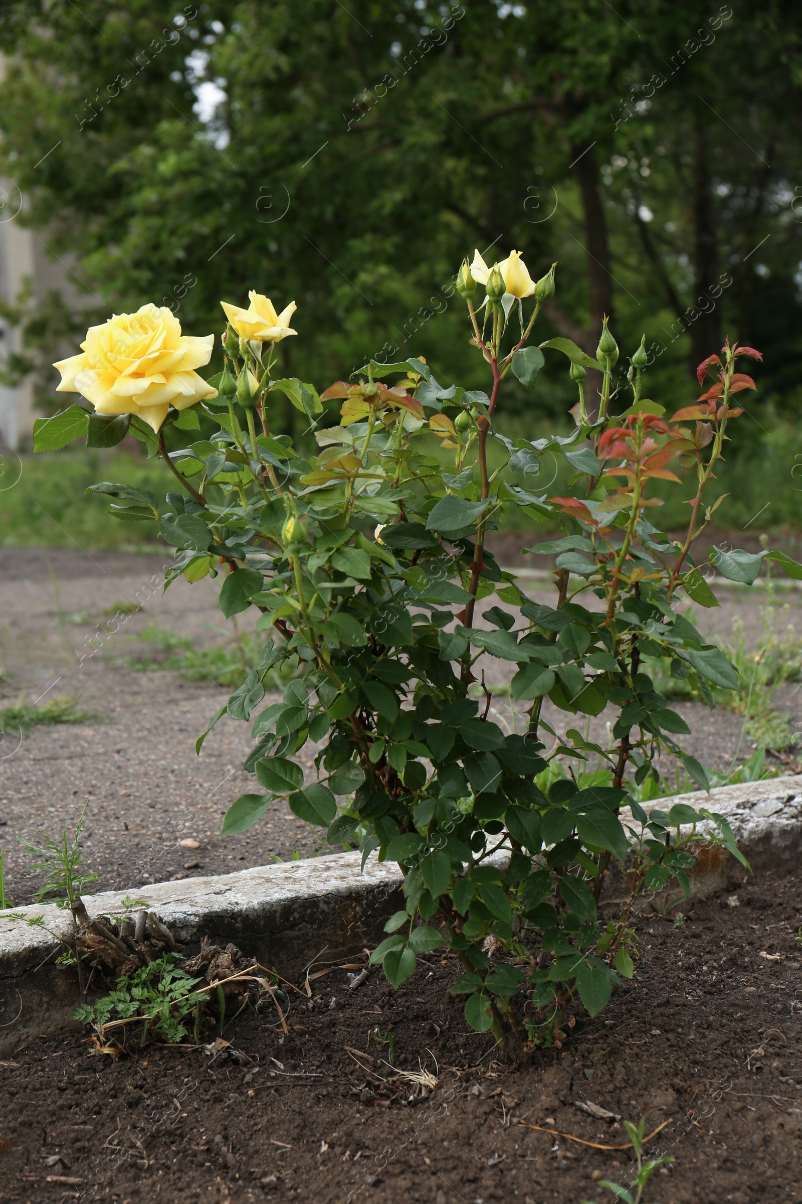 Photo of Beautiful blooming rose bush in flowerbed outdoors