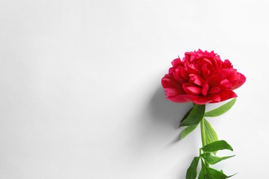 Photo of Beautiful blooming peony flower on white background, top view