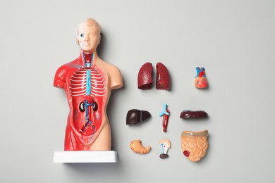 Photo of Flat lay composition with human anatomy mannequin and internal organs on grey background
