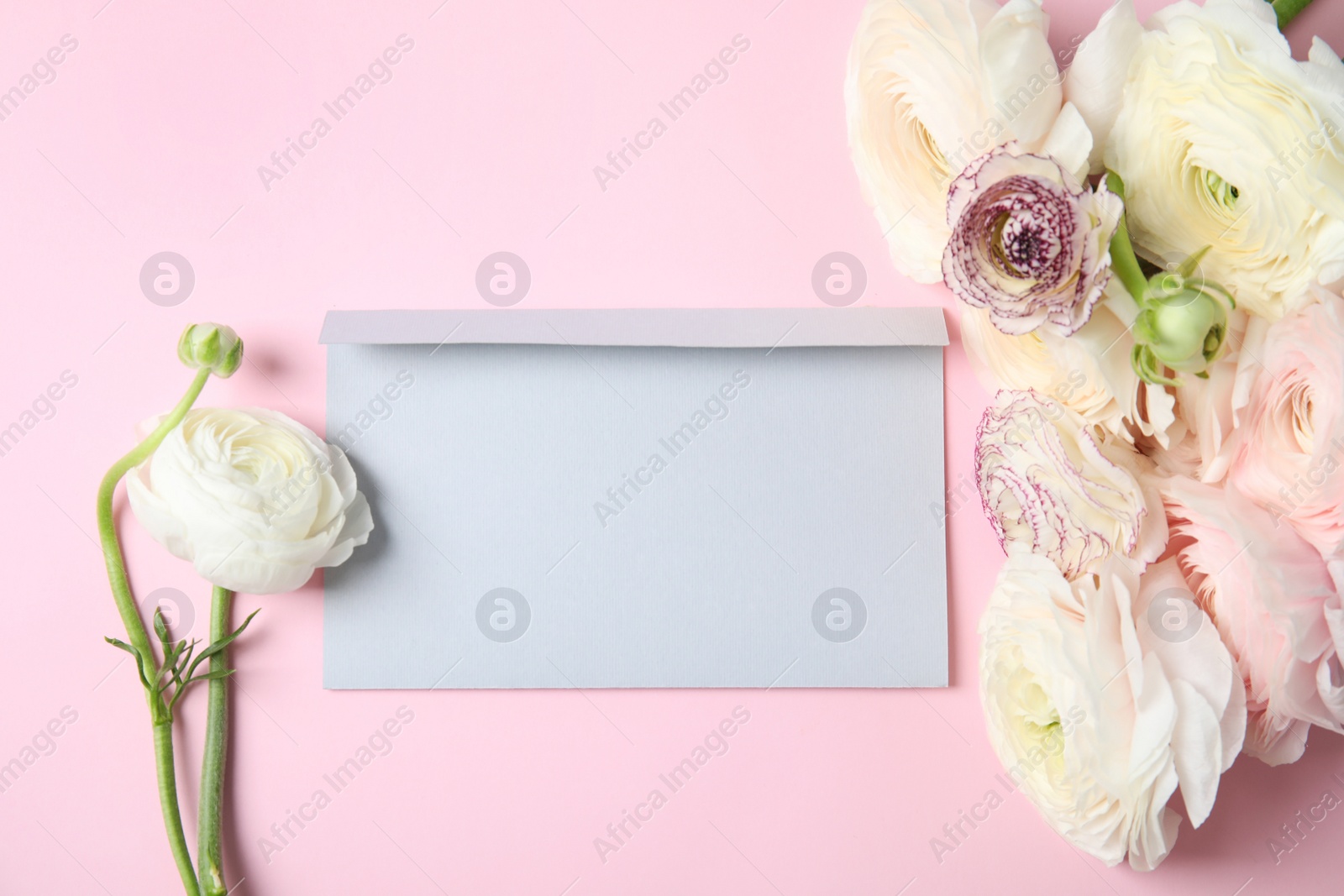 Photo of Beautiful ranunculus flowers and envelope on color background, top view. Space for text