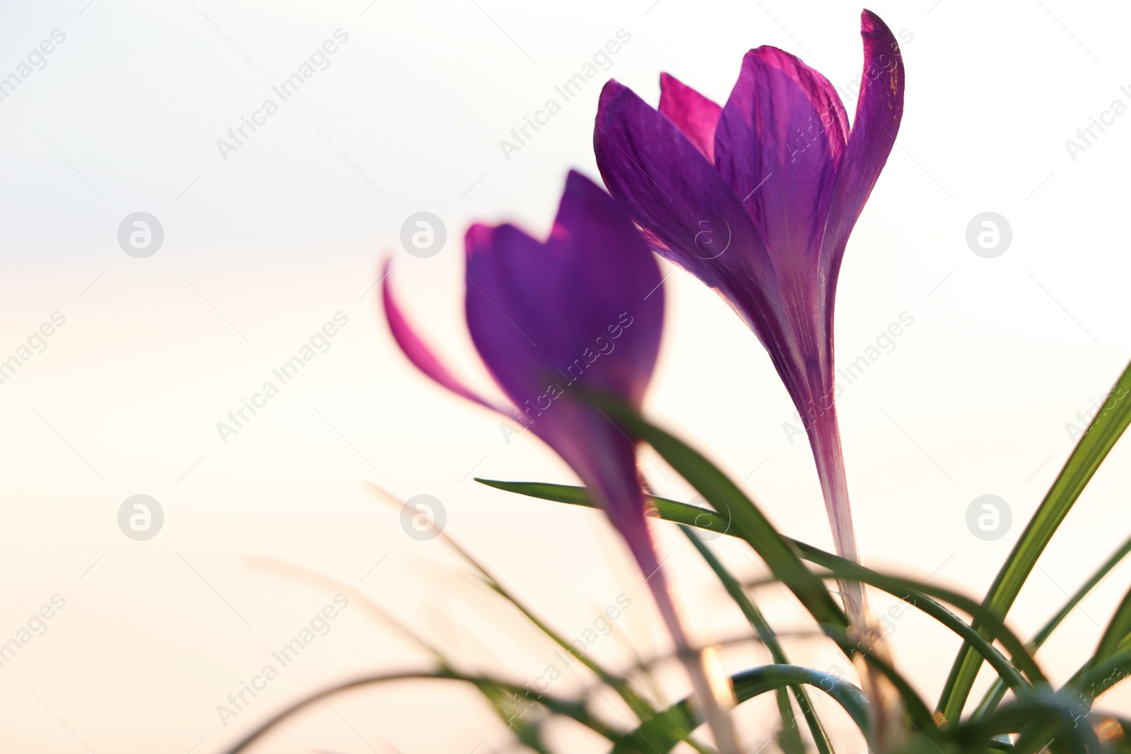 Photo of Fresh purple crocus flowers growing in spring morning