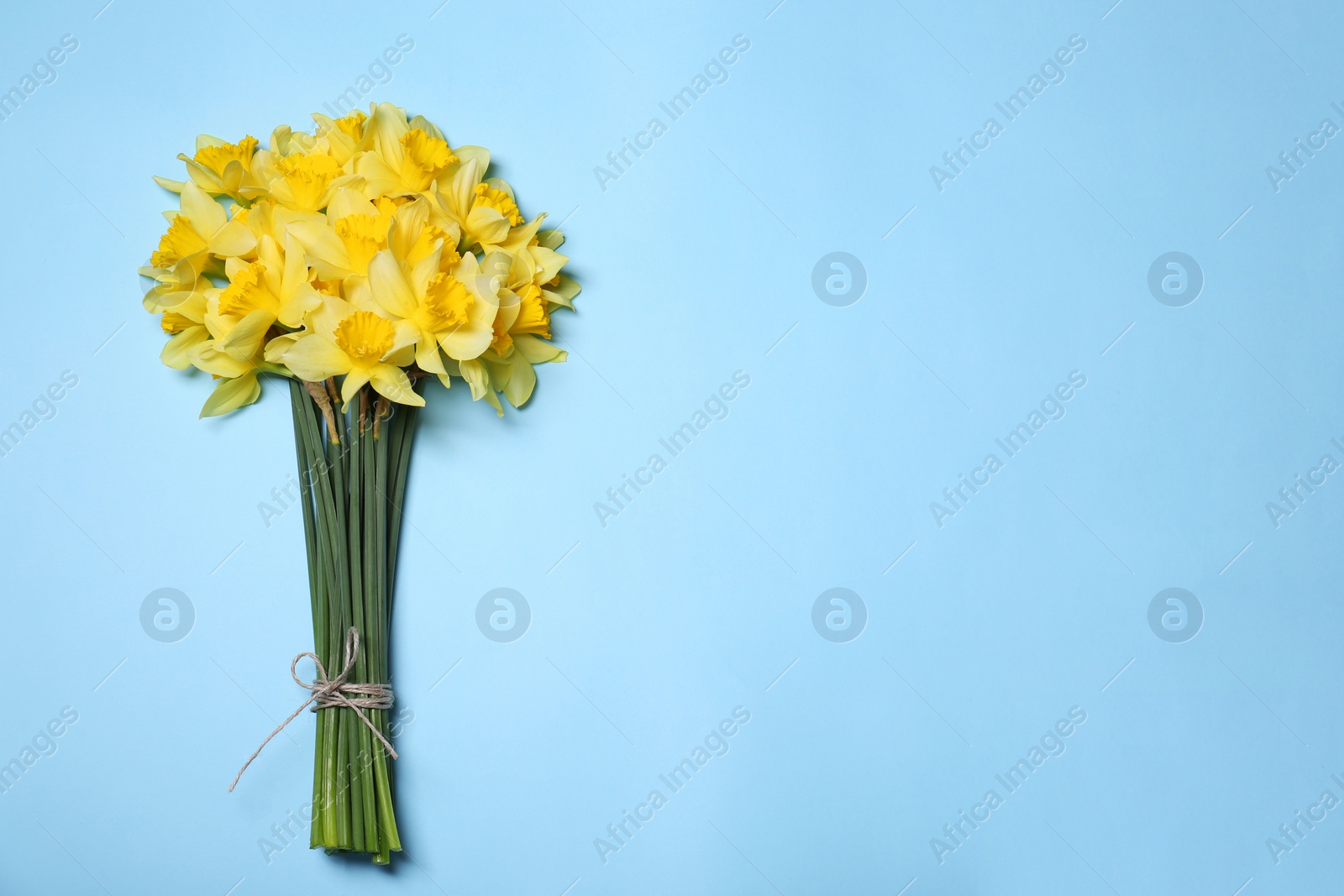 Photo of Bouquet of beautiful yellow daffodils on light blue background, top view. Space for text