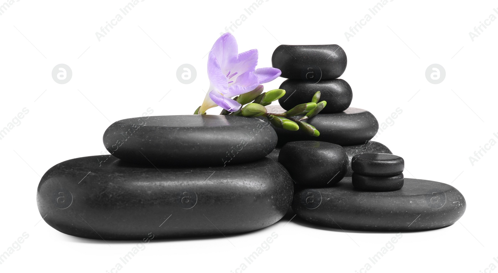 Photo of Beautiful violet freesia flowers and stones isolated on white