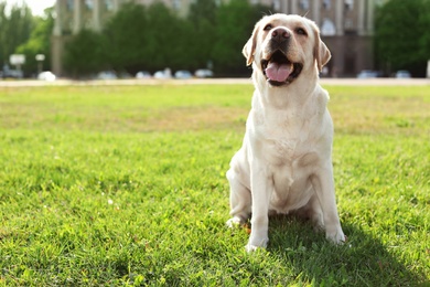 Cute yellow labrador retriever outdoors on sunny day