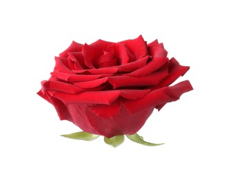 Photo of Beautiful fresh red rose isolated on white