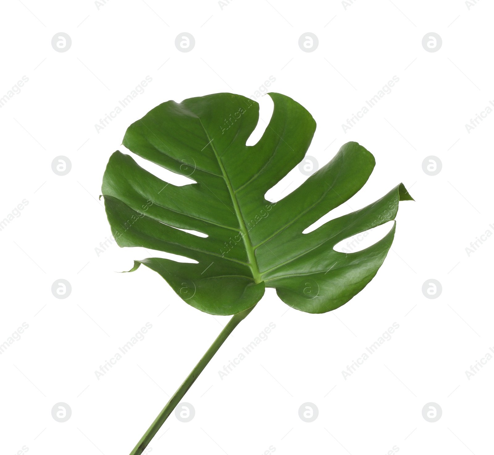 Photo of Leaf of tropical monstera plant isolated on white