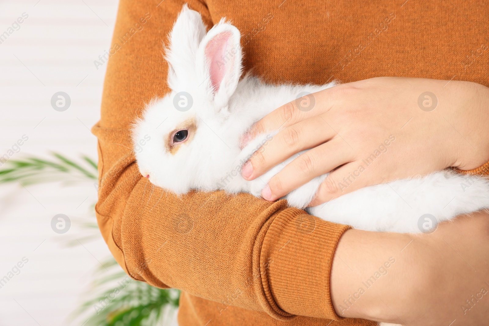 Photo of Man with fluffy white rabbit, closeup. Cute pet