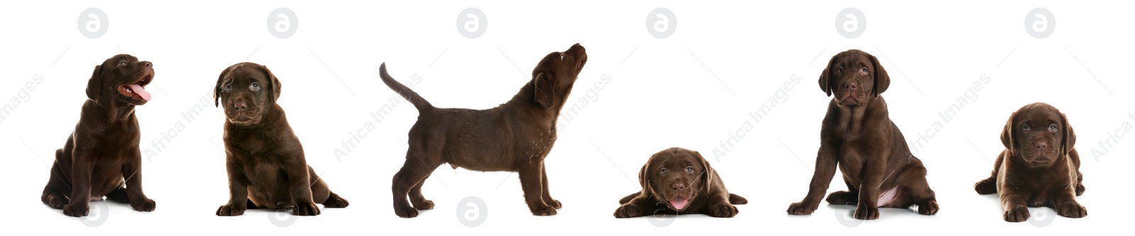 Image of Set of Chocolate Labrador Retriever puppies on white background. Banner design 