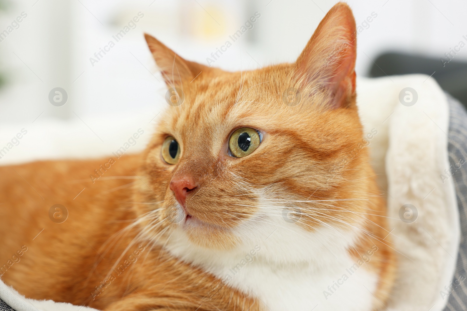 Photo of Cute ginger cat lying on pet bed at home, closeup