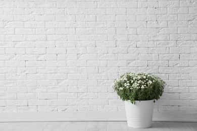 Photo of Pot with beautiful chrysanthemum flowers on floor against white brick wall. Space for text