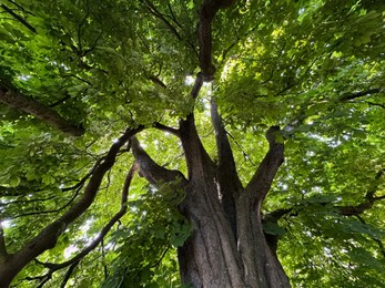 Photo of Beautiful chestnut tree with lush green leaves growing outdoors, low angle view