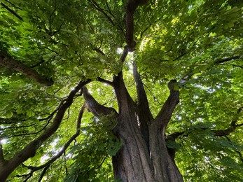 Beautiful chestnut tree with lush green leaves growing outdoors, low angle view