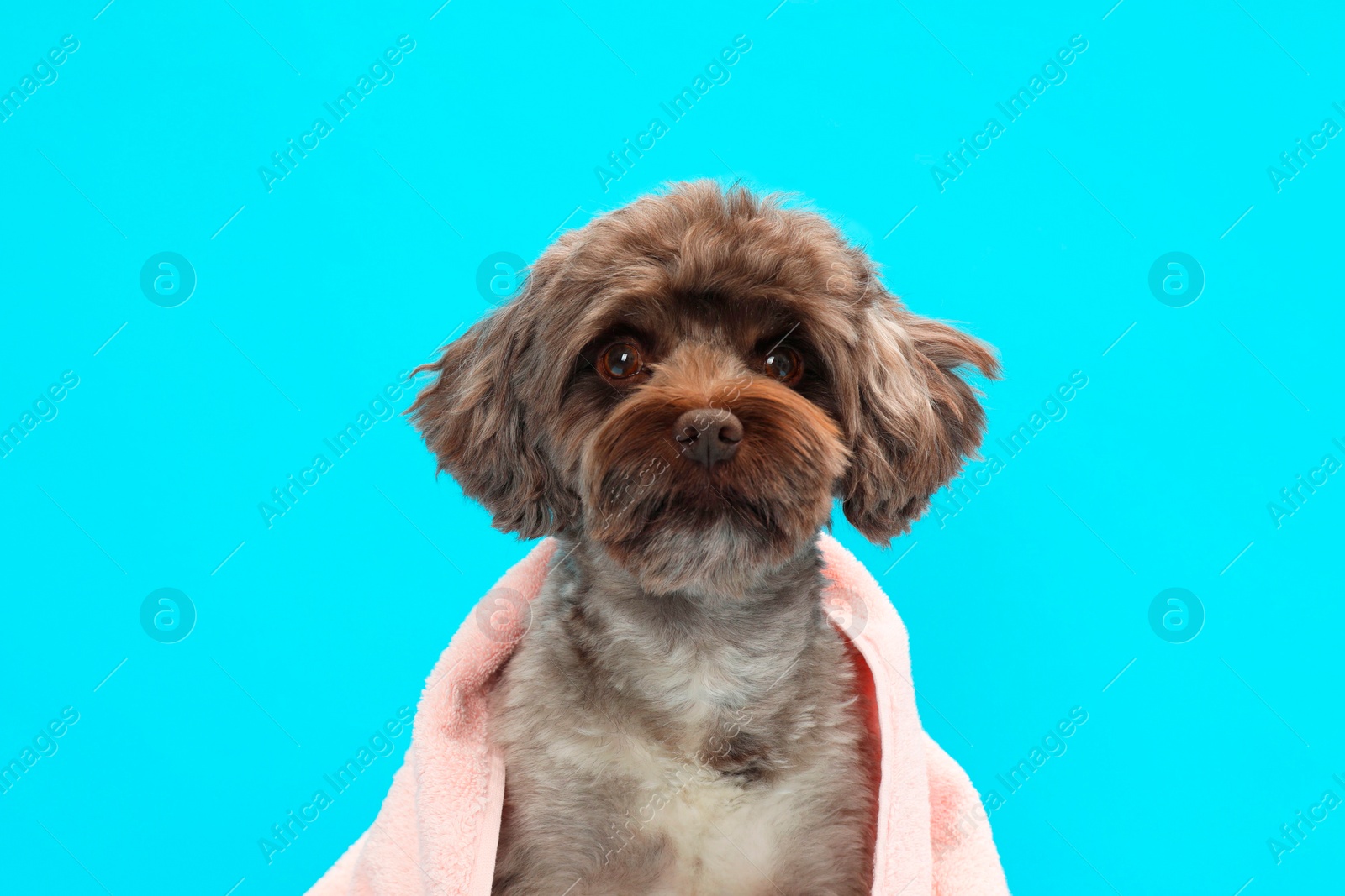 Photo of Cute Maltipoo dog wrapped in towel on light blue background. Lovely pet