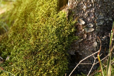 Photo of Green moss on tree in forest, closeup