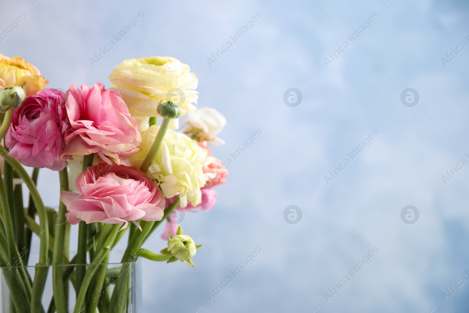 Photo of Beautiful ranunculus flowers in glass vase against light blue background. Space for text