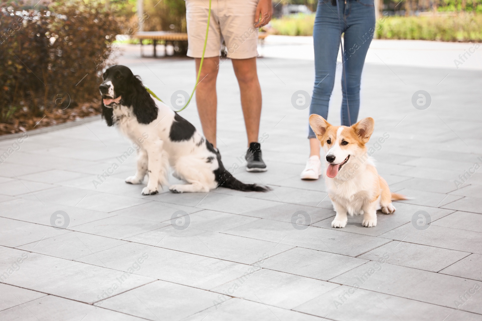 Photo of Couple walking their Pembroke Welsh Corgi and English Springer Spaniel dogs outdoors