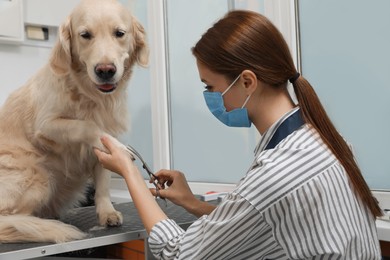 Professional groomer cutting fur of cute dog with scissors in pet beauty salon