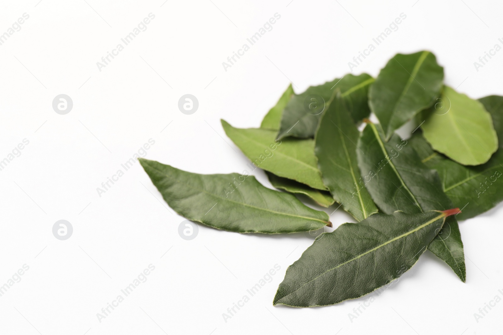 Photo of Aromatic fresh bay leaves on white background, space for text