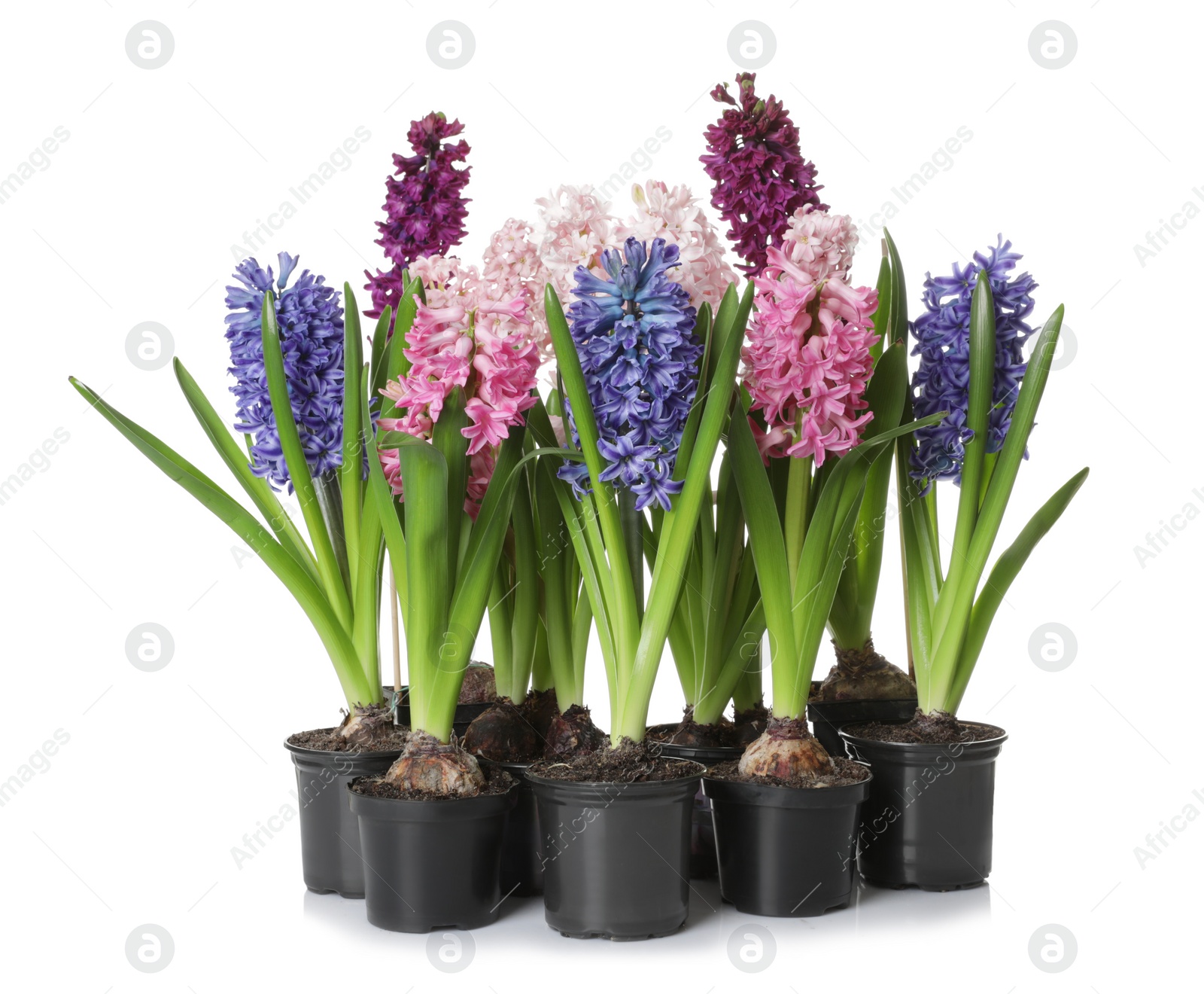 Photo of Beautiful spring hyacinth flowers isolated on white