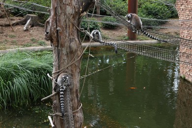 Amersfoort, the Netherlands - August 20, 2022: Adorable lemurs in DierenPark