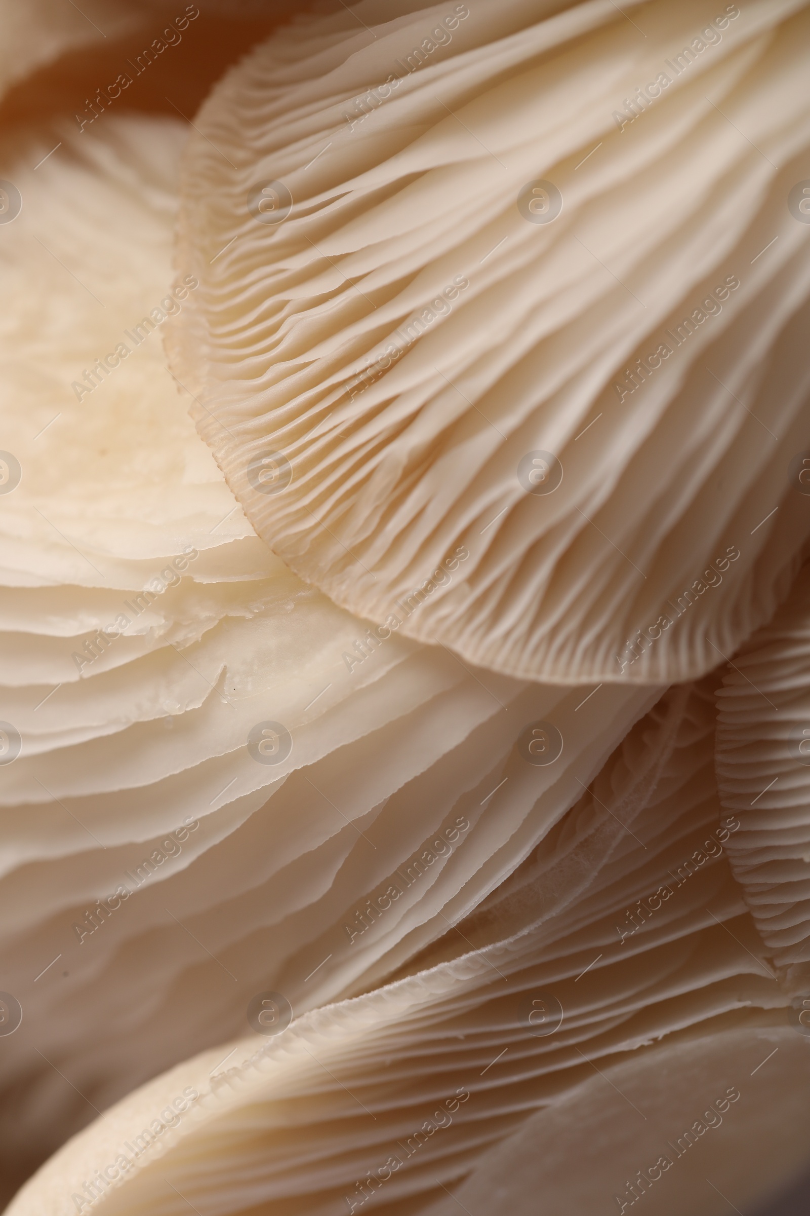 Photo of Fresh oyster mushrooms as background, macro view