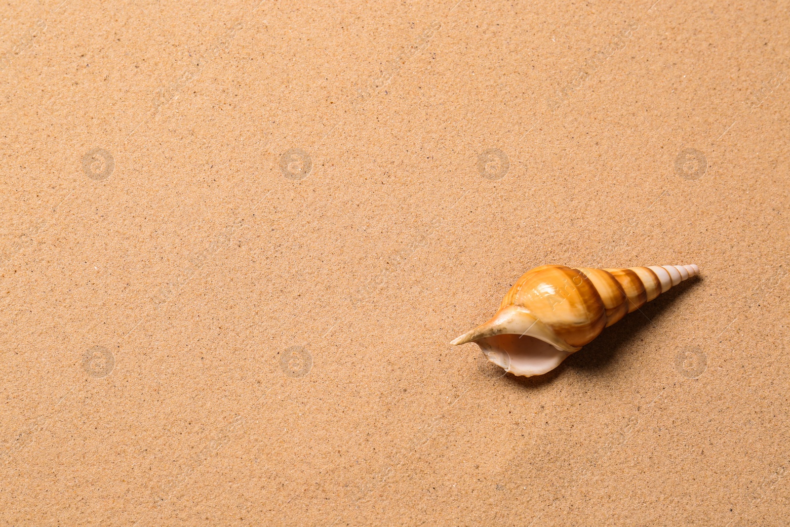 Photo of Beautiful seashell and space for text on beach sand, top view. Summer vacation