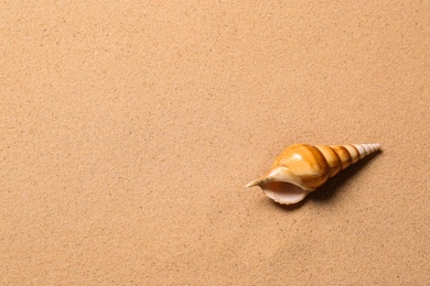 Photo of Beautiful seashell and space for text on beach sand, top view. Summer vacation