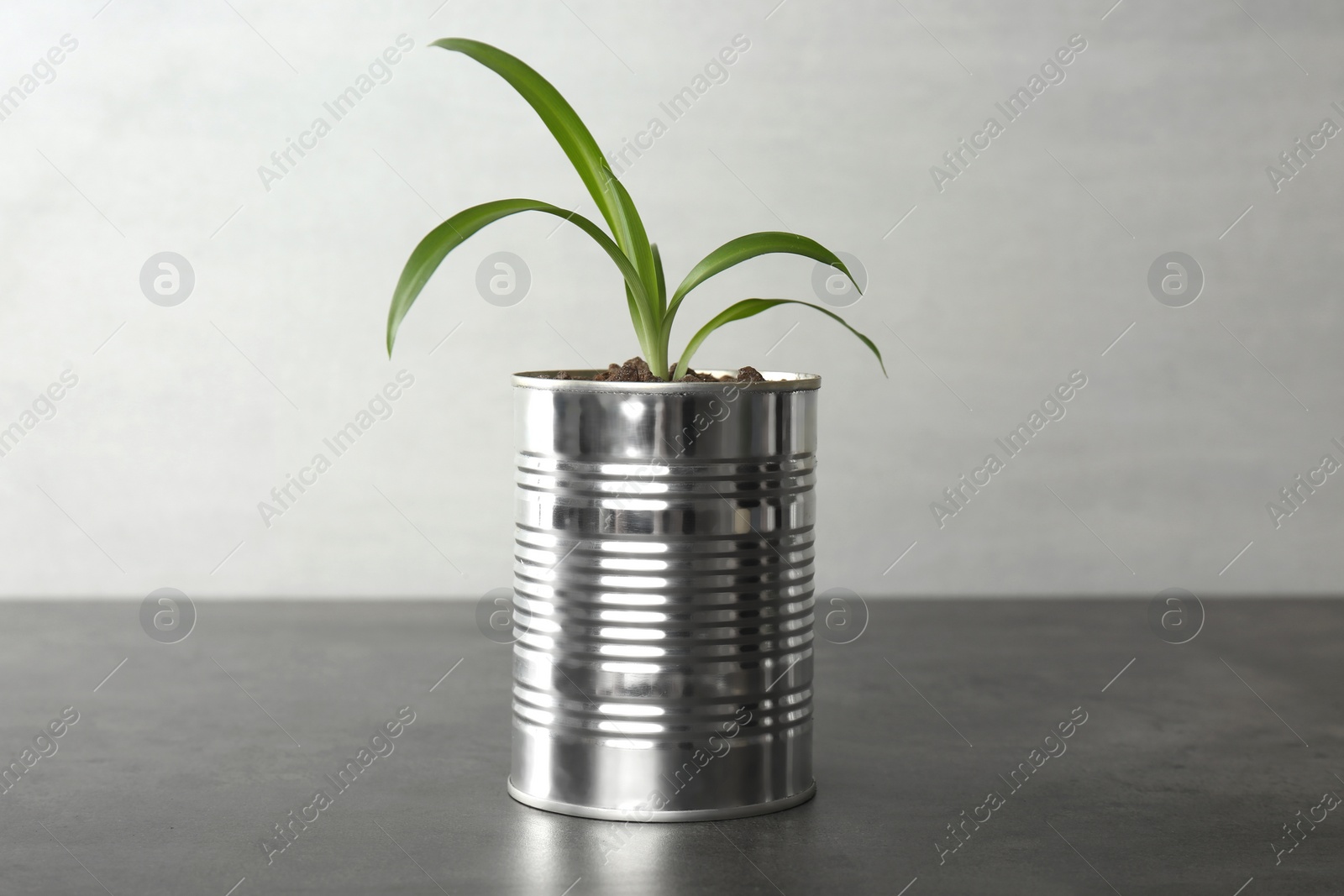 Photo of Chlorophytum plant in tin can on grey stone table