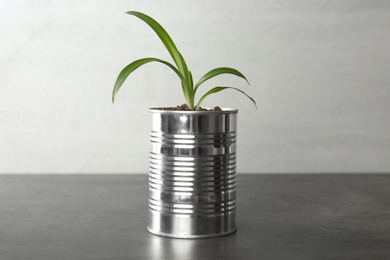 Chlorophytum plant in tin can on grey stone table