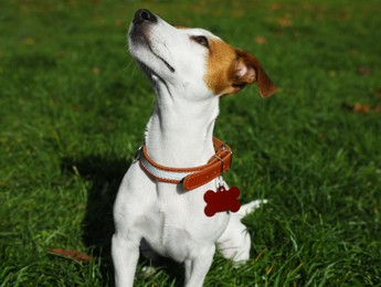 Beautiful Jack Russell Terrier in dog collar with tag on green grass outdoors