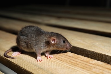 Photo of Grey rat on wooden planks. Pest control