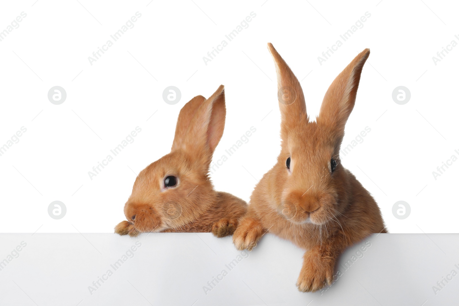 Photo of Cute bunnies isolated on white. Easter symbol