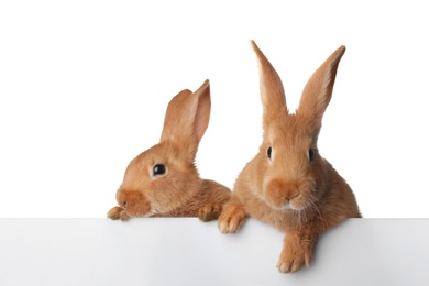 Cute bunnies isolated on white. Easter symbol