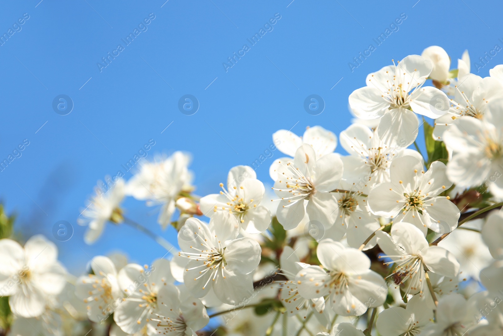 Photo of Blossoming cherry tree, closeup