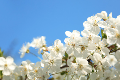 Photo of Blossoming cherry tree, closeup