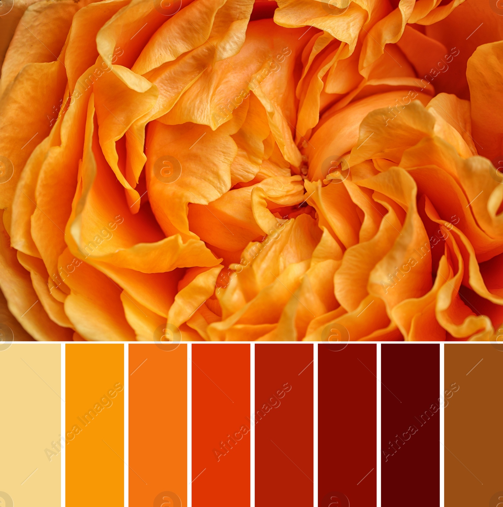 Image of Palette of autumn colors and beautiful flower as background, closeup