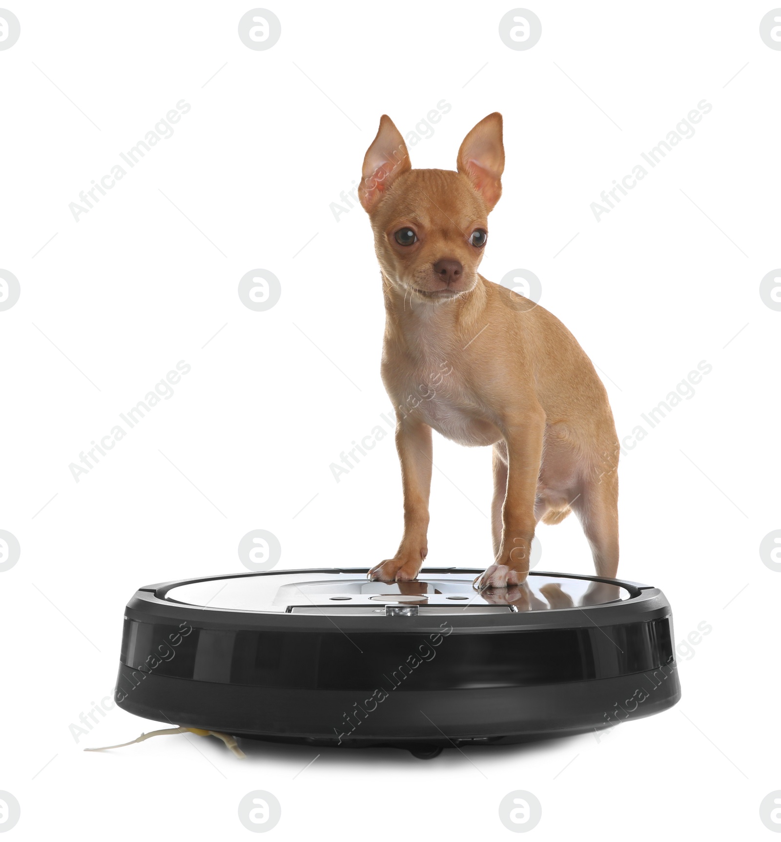 Photo of Modern robotic vacuum cleaner and Chihuahua dog on white background