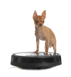 Photo of Modern robotic vacuum cleaner and Chihuahua dog on white background